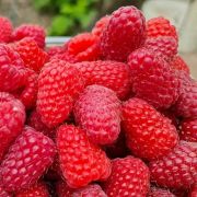 Малина Аделита 2л