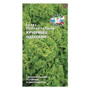 САЛАТ  Одесский кучерявец СЕДЕК