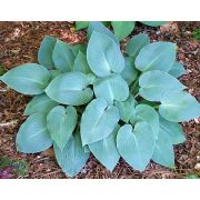 ХОСТА Халцион