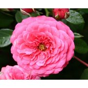 Амулет (Россия)