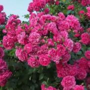 Лагуна (Laguna)