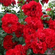 Ротер Корсар (Roter Korsar) (Россия)