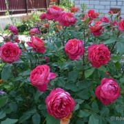 Роза Бенжамин Бриттен