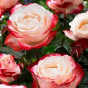 Ностальжи (Nostalgie)