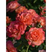 Корал Лионс Роуз (Coral Lions-Rose) КОРДЕС Германия