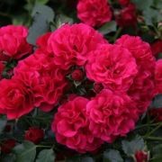 Гартенфройде (Gartnerfreude) КОРДЕС Германия