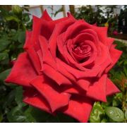 Гранд Аморе (Grande Amore) КОРДЕС Германия