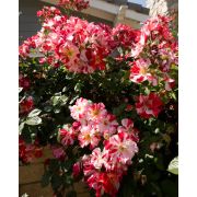 Крейзи Фо Ю (Россия)