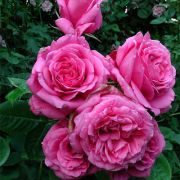 Бьенвеню (Россия)