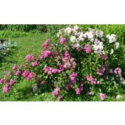 Фейри чангелинг(Россия)