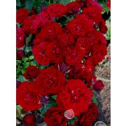 Фламенко (Россия)