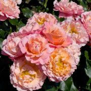 Мари Кюри (Россия)