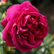 Фюр Элизе (Fur Elise) (Европа)