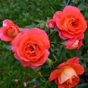 Гебрюдер Гримм(Gebruder Grimm) (Европа)