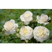 Ледреборг (Ledreborg) Европа