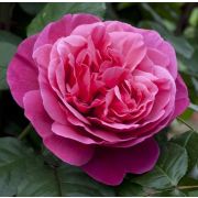 Лин Рено (Line Renaud) Европа