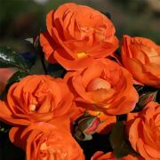 Манго (Mango) Европа