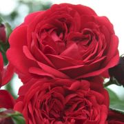 Аут оф Розенхайм  (Out of Rosenheim) Европа