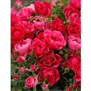 Пинк Форест Роуз (Pink Forest Rose) Европа