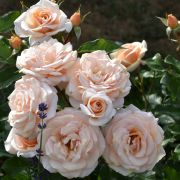 Свит Ханни (Sweet Honey) Европа