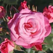 Ксения (Kseniyа) Европа