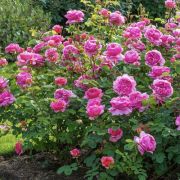 Принцесса Александра оф Кентская (Princess Alexandra of Kent) (Россия)