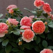 Чиппендейл (Chippendale) (Европа)