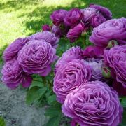 Хайди Клум (Heidi Klum Rose) (Россия)