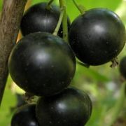 Смородина черная Селеченская2