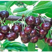 ВИШНЯ  Новелла