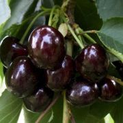 ВИШНЯ Шоколадница