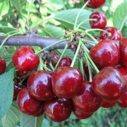 ВИШНЯ Десертная Морозовой