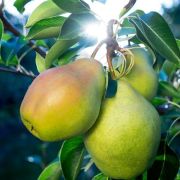 ГРУША Августовская роса ( пакет)