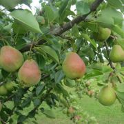 ГРУША Велеса ( пакет)