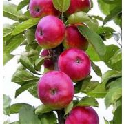 Яблоня - колонка Есения