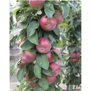 ЯБЛОНЯ КОЛОНКА Валюта