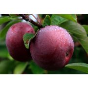 ЯБЛОНЯ Спартан