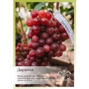Виноград  Дарвика