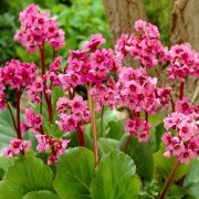 БАДАН Ротблюм