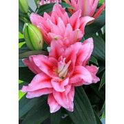 Лилия Розелили Виола восточная махровая/Lilium Roselily