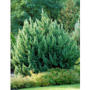 Можжевельник Монарх 2л