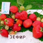 Зефир (0,2 л) август 25