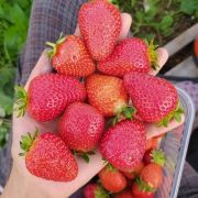 Мара де Буа  (0.2л) РЕМ август 25