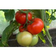 ТОМАТ Атлантида«Сибирский сад» 20 шт